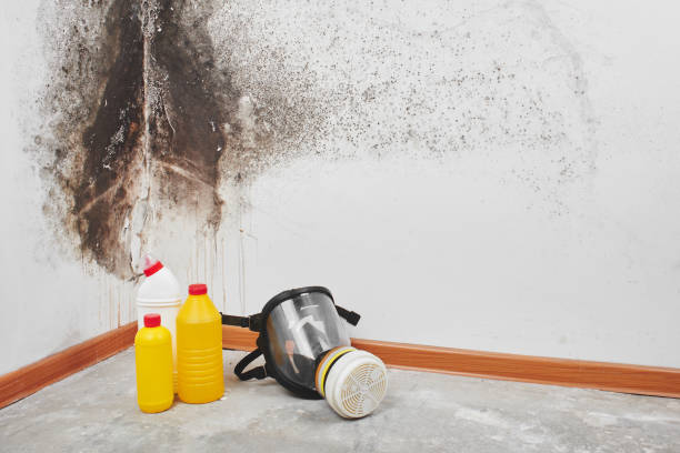 Best Emergency Mold Remediation  in Shady Hollow, TX